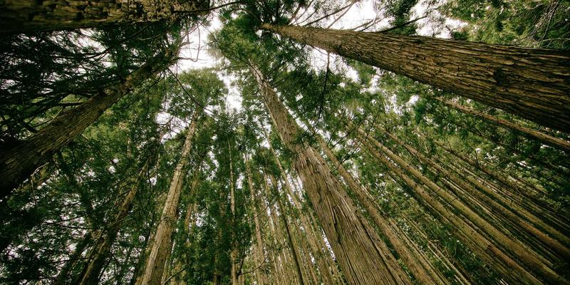 上班族一周带饭菜谱：5天不重样的便当制作与保存技巧