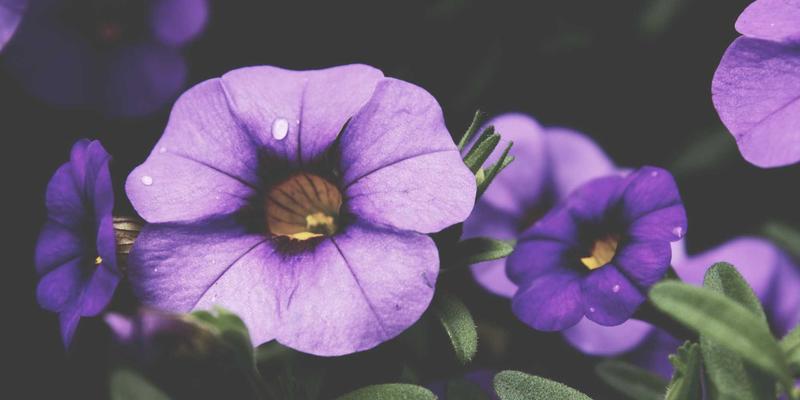 从烹饪技巧到家常菜谱:掌握现代厨房的三大趋势