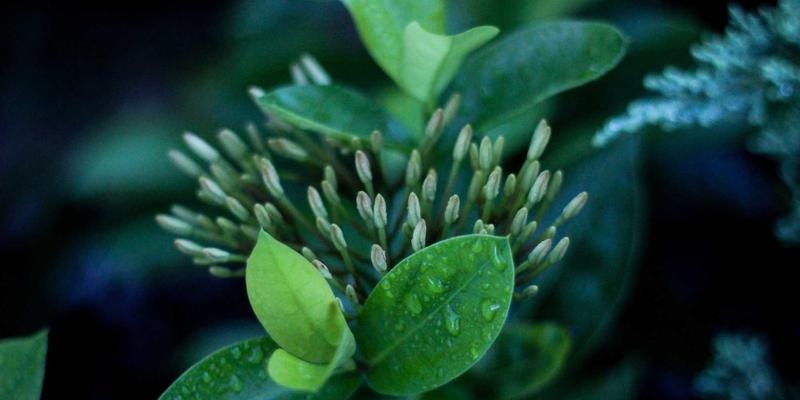 家常料理的艺术：用经典菜谱点亮日常餐桌