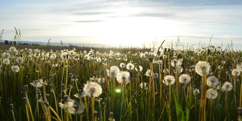 家常菜烹饪指南:解锁菜谱42中的美食制作秘诀