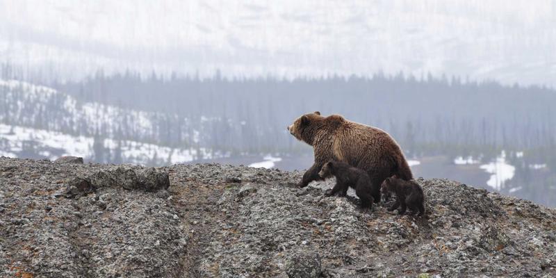 料理的艺术：从烹饪技巧到美食哲学的深度探索