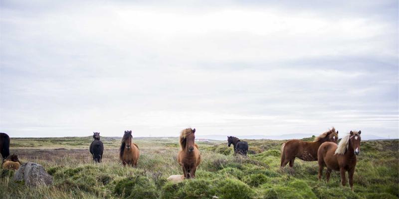 菜谱37:三道经典家常料理,唤醒记忆中的温暖味道