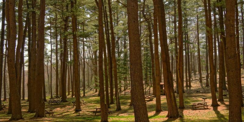 食物不耐受替代食谱：无麸质、无蛋奶的烹饪指南与家常菜方案